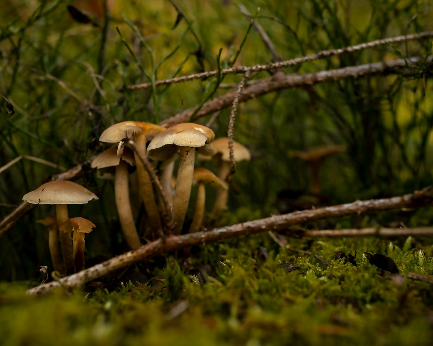 Exploring the Nutritional Profile of Oyster Mushrooms