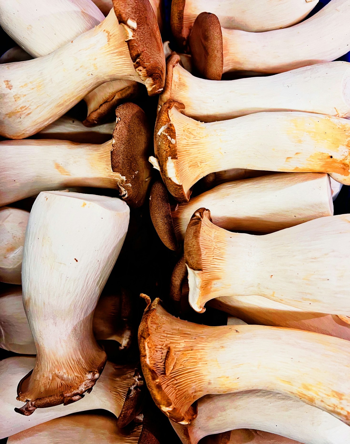 Top Tips for Storing and Using Fresh Mushrooms
